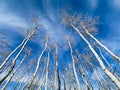 Aspen Grove With Perspective Royalty Free Stock Photo