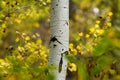 An aspen grove with Ponderosa Pines in Bend Oregon during fall color