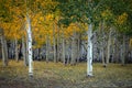 Aspen Grove in Utah