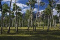 Aspen Grove and view of San Juan Mountains, Hastings Mesa, Ridgway, Colorado, USA