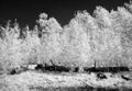 Aspen grove, White Mountains of Arizona, infrared Royalty Free Stock Photo
