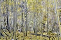 Aspen Grove With Yellow Falling Leaves in Autumn Royalty Free Stock Photo