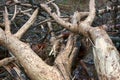 Aspen that had been cut down for moose was gnawed