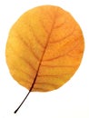 Aspen leaf.