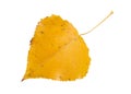 Aspen Leaf Royalty Free Stock Photo