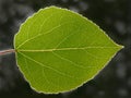 Aspen Leaf Royalty Free Stock Photo