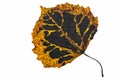 Aspen leaf in autumn colors, isolated on white background Royalty Free Stock Photo