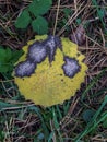 Aspen leaf in autumn on the ground. Leaf changing colors with green, yellow, orange, purple, red. Changing seasons Royalty Free Stock Photo