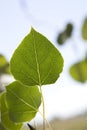 Aspen Leaf Close Up Royalty Free Stock Photo