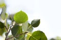 Aspen Leaf Close Up