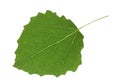 Aspen leaf closeup isolated