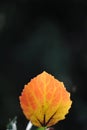 Aspen leaf Royalty Free Stock Photo