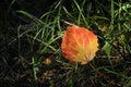 Aspen leaf Royalty Free Stock Photo