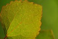 Aspen leaf-green background