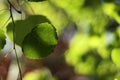 Aspen Leaf with Green Background Royalty Free Stock Photo