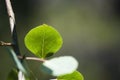 Aspen Leaf Royalty Free Stock Photo