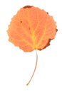 Aspen leaf isolated