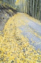 Aspen Leaf Litter