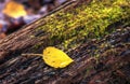 Aspen Leaf on Mossy Log
