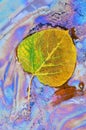 Aspen Leaf and Plant Oils Royalty Free Stock Photo