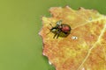 Aspen Leaf-rolling Weevil - Byctiscus populi on a leaf. Royalty Free Stock Photo