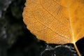 Aspen leaf skeleton