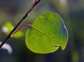 Aspen leaf with veins Royalty Free Stock Photo