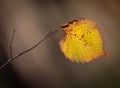 Aspen leas on tree in autumn