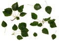 Aspen leaves, aspen grey, a bunch of leaves aspen leaves on white background