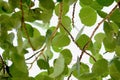 Aspen leaves blur background texture Royalty Free Stock Photo