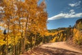 Aspen Leaves Changing Color Royalty Free Stock Photo