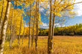 Aspen Leaves Changing Color In Golden , CO