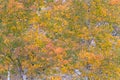 Aspen leaves changing color on trees in autumn Royalty Free Stock Photo