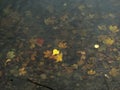 The aspen leaves floating on the water against the backdrop of s Royalty Free Stock Photo