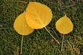 Aspen leaves in moss Royalty Free Stock Photo