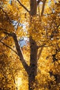 Autumn Aspen Trees in Rocky Mountain National Park Colorado Royalty Free Stock Photo