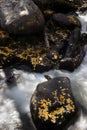 Aspen leaves on shore in fall