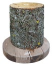 The aspen log vertically is installed on the round wooden pallet