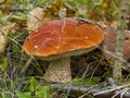 Aspen mushroom in forest