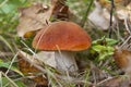 Aspen mushroom in forest