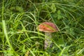 Aspen mushroom growing among the green grass under the tree. Edible mushroom. Royalty Free Stock Photo