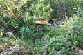 Aspen mushroom near a bilberry.