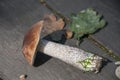 Aspen mushroom and oak leaves on a wooden background. Autumn flat lay. Edible mushroom.