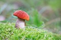 Aspen mushroom or orange-cap boletus in the autumn forest moss