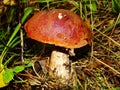 Boletus with an orange hat in the aspen forest. Edible mushroom. Aspen mushroom close up in a wood Royalty Free Stock Photo