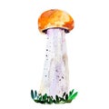 Aspen mushroom watercolor hand-drawn illustration isolated object on white background. leccinum versipelle