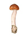 Aspen mushroom