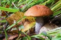 Aspen mushroom in wood