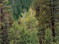 Aspen and pines along the Hermosa Creek Trail, San Juan Range, Colorado