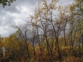 Aspen Poplar Or Aspen Populoides With Bare Branches Royalty Free Stock Photo